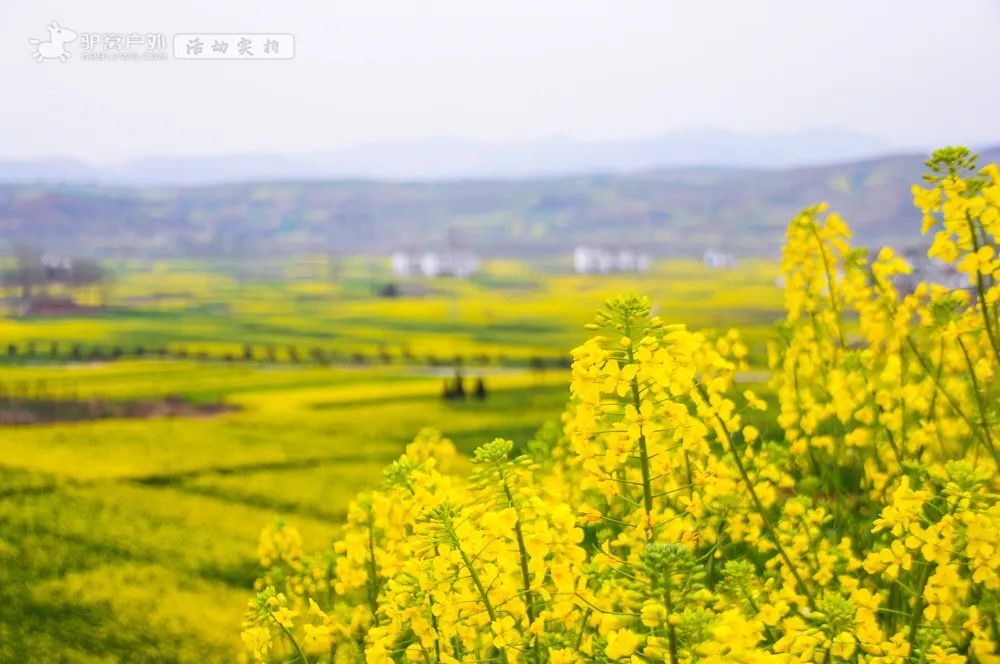 带上相机，穿上美丽的裙子，西安周边“赏花攻略”，春日私藏地-第8张图片