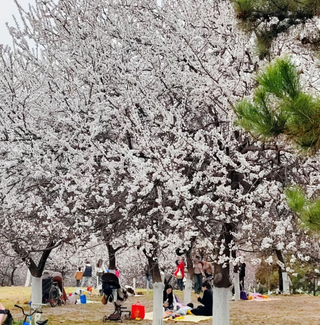带上相机，穿上美丽的裙子，西安周边“赏花攻略”，春日私藏地-第12张图片