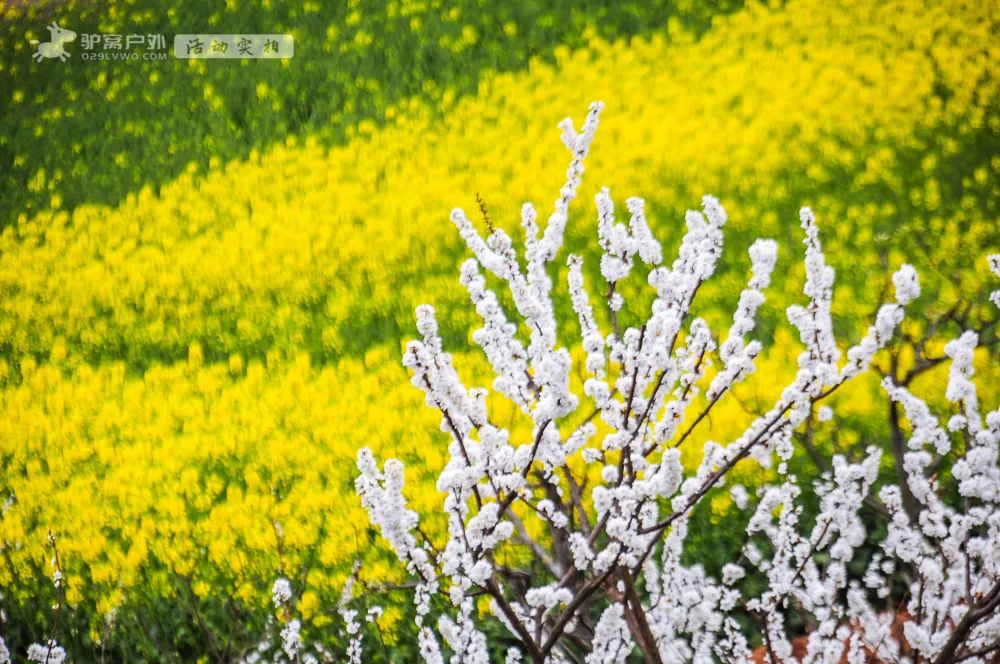 带上相机，穿上美丽的裙子，西安周边“赏花攻略”，春日私藏地-第11张图片