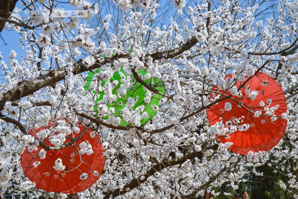 带上相机，穿上美丽的裙子，西安周边“赏花攻略”，春日私藏地-第14张图片