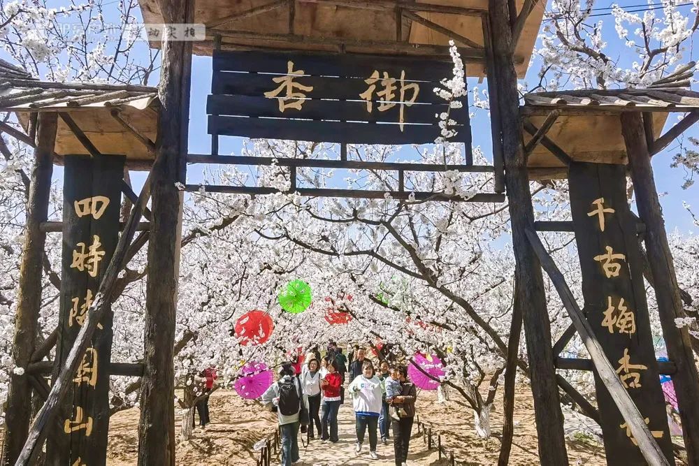 带上相机，穿上美丽的裙子，西安周边“赏花攻略”，春日私藏地-第15张图片