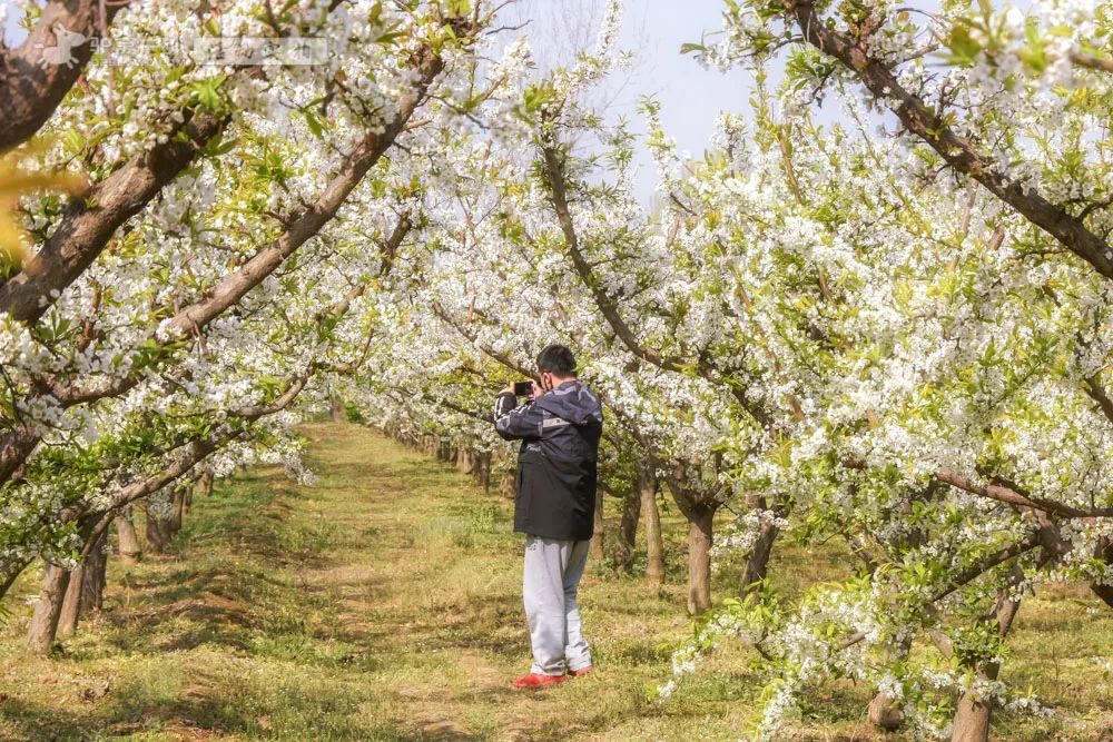 带上相机，穿上美丽的裙子，西安周边“赏花攻略”，春日私藏地-第16张图片