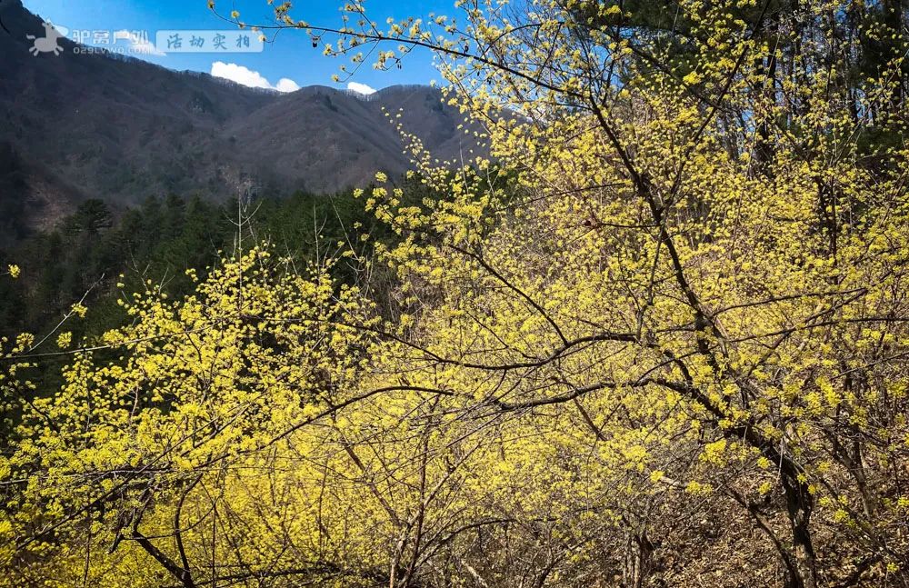 带上相机，穿上美丽的裙子，西安周边“赏花攻略”，春日私藏地-第19张图片