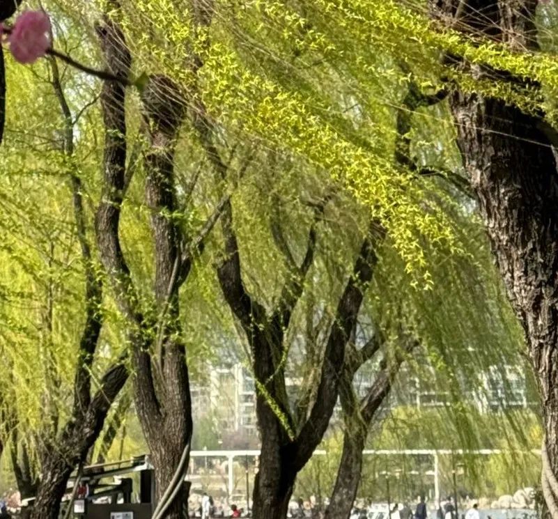 西安春天要去哪里娱乐？小寨逛吃→曲江池赏花→大悦城夜游一条龙-第9张图片