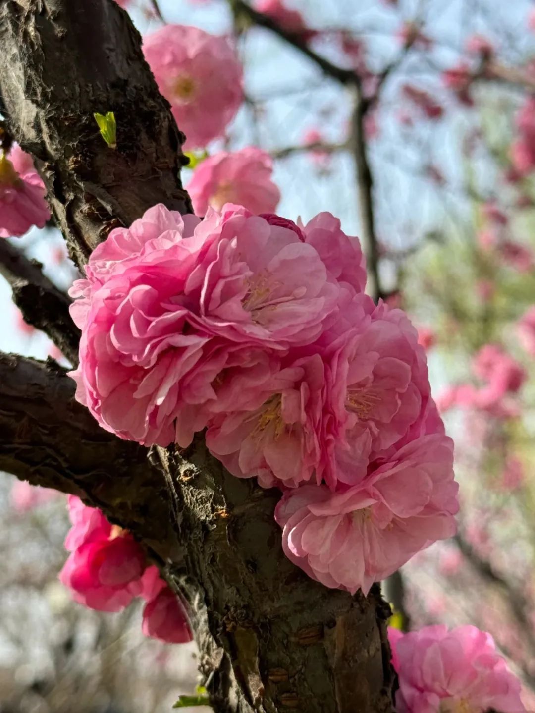 西安春天要去哪里娱乐？小寨逛吃→曲江池赏花→大悦城夜游一条龙-第10张图片