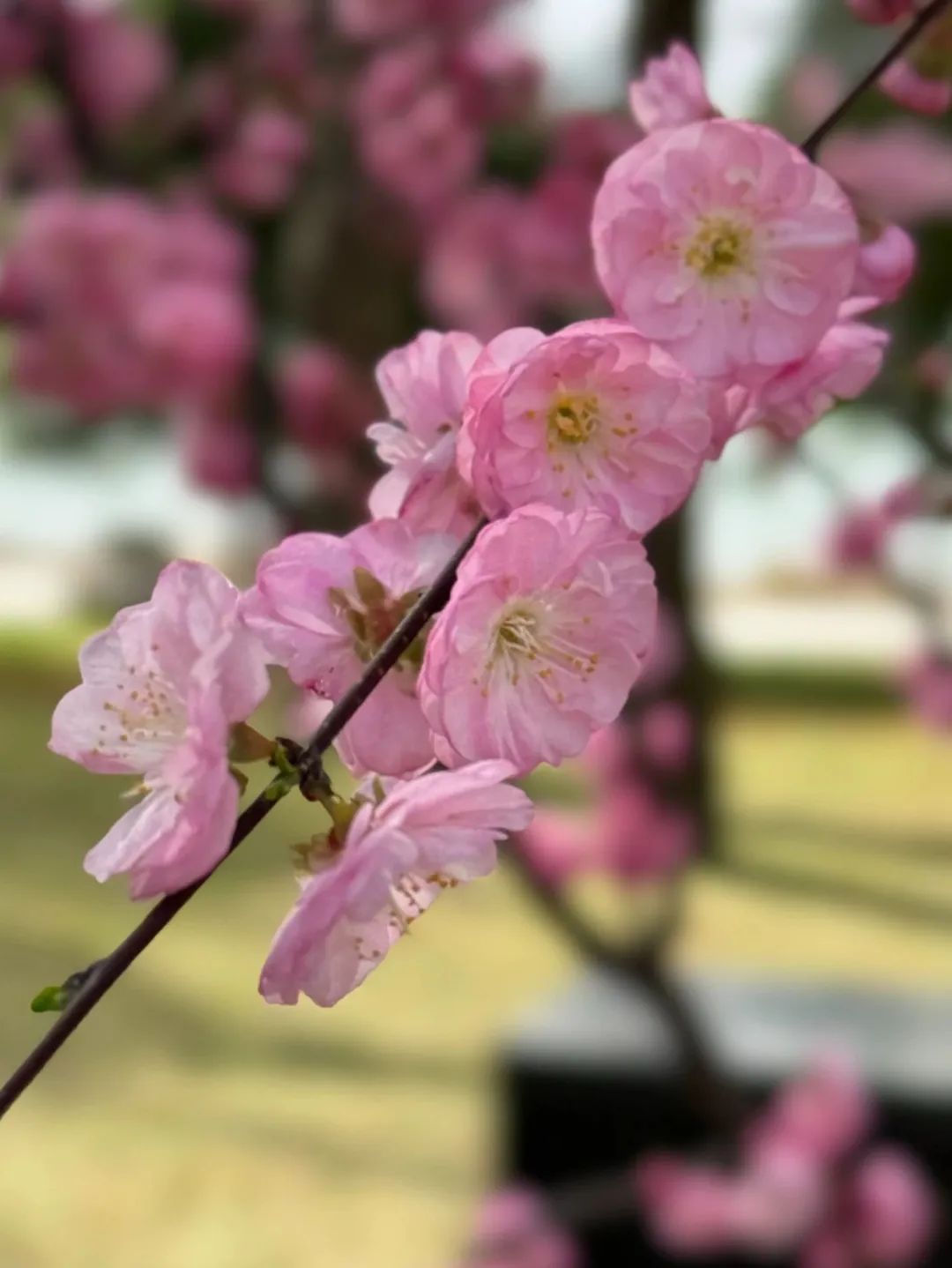西安春天要去哪里娱乐？小寨逛吃→曲江池赏花→大悦城夜游一条龙-第11张图片