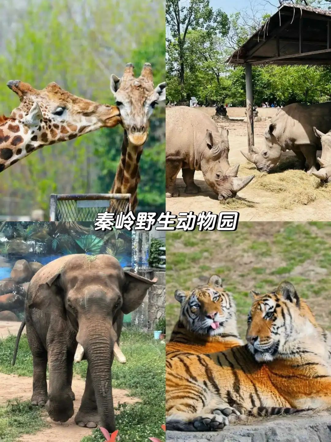 第3个能玩水又能看狼群,假期必刷!五一带娃必去的西安8大娱乐主题乐园! 第6张