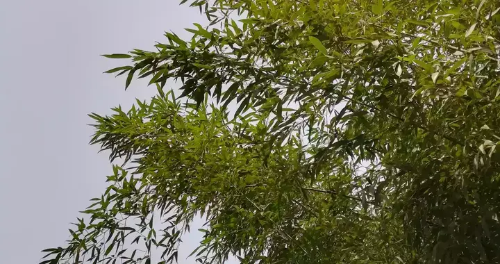 西安洗浴按摩群（西安最好的洗浴中心带按摩的在哪里）